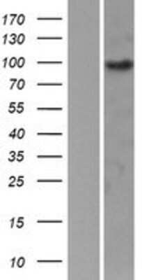 Western Blot: EPB41L1 Overexpression Lysate (Adult Normal) [NBP2-07478] Left-Empty vector transfected control cell lysate (HEK293 cell lysate); Right -Over-expression Lysate for EPB41L1.