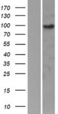 Western Blot: EPB41L1 Overexpression Lysate (Adult Normal) [NBP2-09845] Left-Empty vector transfected control cell lysate (HEK293 cell lysate); Right -Over-expression Lysate for EPB41L1.