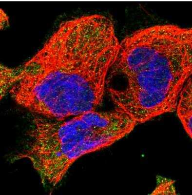 Immunocytochemistry/Immunofluorescence: EPB41L5 Antibody [NBP2-30920] - Staining  of human cell line A-431 shows positivity in plasma membrane. Antibody staining is shown in green.