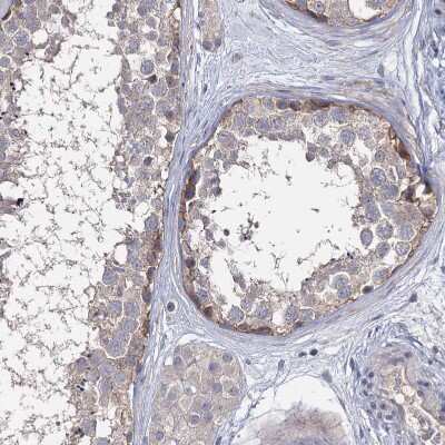 Immunohistochemistry-Paraffin: EPB41L5 Antibody [NBP2-30920] - Staining of human testis shows weak cytoplasmic positivity in spermatogonia.