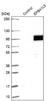 Western Blot: EPB41L5 Antibody [NBP2-30920] - Analysis in control (vector only transfected HEK293T lysate) and EPB41L5 over-expression lysate (Co-expressed with a C-terminal myc-DDK tag (3.1 kDa) in mammalian HEK293T cells).