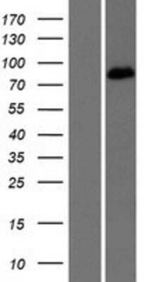 Western Blot: EPB41L5 Overexpression Lysate (Adult Normal) [NBP2-10260] Left-Empty vector transfected control cell lysate (HEK293 cell lysate); Right -Over-expression Lysate for EPB41L5.