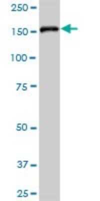 Western Blot: EPB4IL2 Antibody [H00002037-B01P] - Analysis of EPB41L2 expression in HepG2.