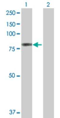 Western Blot: EPB4IL2 Antibody [H00002037-B01P] - Analysis of EPB41L2 expression in transfected 293T cell line by EPB41L2 polyclonal antibody.  Lane 1: EPB41L2 transfected lysate(69.63 KDa). Lane 2: Non-transfected lysate.