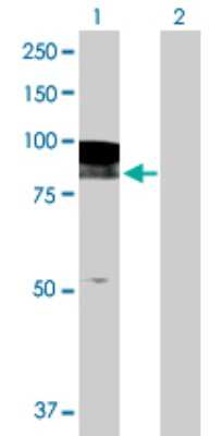Western Blot: EPB4IL2 Antibody [H00002037-D01P] - Analysis of EPB41L2 expression in transfected 293T cell line by EPB41L2 polyclonal antibody.Lane 1: EPB41L2 transfected lysate(71.60 KDa).Lane 2: Non-transfected lysate.