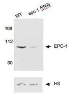 Western Blot: EPC1 Antibody [29560002] - This image is specific to animal number Q0820 Dilution: 1:10000