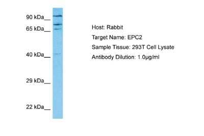 Western Blot EPC2 Antibody