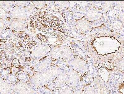 Immunohistochemistry-Paraffin: EPCR Antibody (041) [NBP2-90204] - Immunochemical staining of human PROCR in human kidney with rabbit monoclonal antibody (1:200, formalin-fixed paraffin embedded sections).