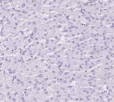 Immunohistochemistry-Paraffin: EPCR Antibody [NBP1-88168] - Staning of human liver shows no positivity in hepatocytes as expected.