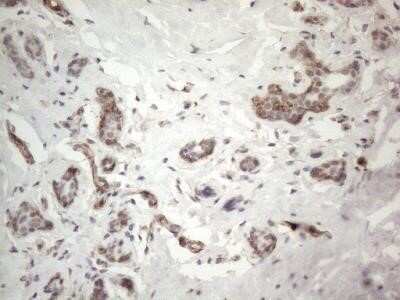 Immunohistochemistry: EPCR Antibody (OTI12H5) - Azide and BSA Free [NBP2-71607] - Human breast tissue within the normal limits using anti PROCR mouse monoclonal antibody.(Heat-induced