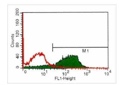 Flow Cytometry: EPCR Antibody (RCR-252) [NB600-963] - 1x10 HUVEC cells were labled with u Ug/test Anti-Enothelial cell protein C Receptor antibody, rat monoclonal RCR-252. 