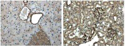 Immunohistochemistry: EPH Receptor A6 Antibody (9J12) [NB110-93605] - Paraffin pancreas and kidney sections from LPS treated mice were subjected to IHC using anti EPH Receptor A6 Antibody (9J12) RM0054-9J12.