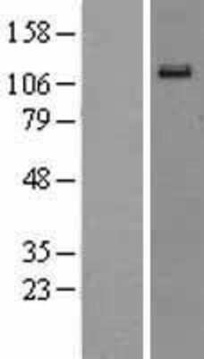 Western Blot EphA6 Overexpression Lysate