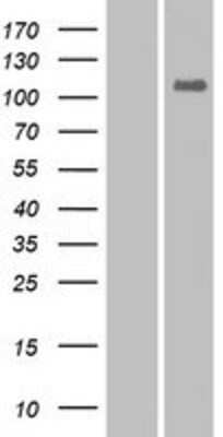 Western Blot: EPHA10 Overexpression Lysate (Adult Normal) [NBP2-08282] Left-Empty vector transfected control cell lysate (HEK293 cell lysate); Right -Over-expression Lysate for EPHA10.