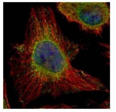 Immunocytochemistry/Immunofluorescence: EPHX1 Antibody [NBP1-32882] - Analysis of methanol-fixed HeLa, using EPHX1 antibody (Green) at 1:500 dilution. Alpha-tubulin filaments were labeled with an alpha Tubulin antibody (Red) at 1:2000.