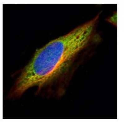 Immunocytochemistry/Immunofluorescence: EPHX1 Antibody [NBP1-33011] - Analysis of methanol-fixed HeLa, using EPHX1 antibody (Green) at 1:500 dilution. Alpha-tubulin filaments were labeled with an alpha Tubulin antibody (Red) at 1:2000.