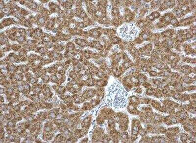 Immunohistochemistry-Paraffin: EPHX1 Antibody [NBP1-33011] -   Mouse liver.  EPHX1 antibody dilution: 1:500. Antigen Retrieval: Trilogy™ (EDTA based, pH 8.0) buffer, 15min.