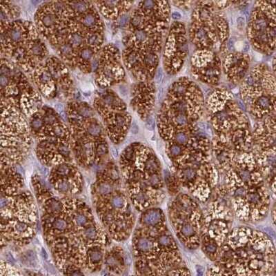 Immunohistochemistry-Paraffin: EPHX1 Antibody [NBP2-38594] - Staining of human adrenal gland using Anti-EPHX1 antibody NBP2-38594.