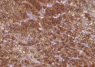 Immunohistochemistry-Paraffin: EPHX1 Antibody [NBP2-38594] - Staining of human adrenal gland shows high expression.