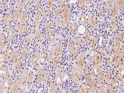 Immunohistochemistry-Paraffin: EPOP Antibody [NBP2-97385] - Immunochemical staining of human EPOP in human kidney with rabbit polyclonal antibody at 1:100 dilution, formalin-fixed paraffin embedded sections.