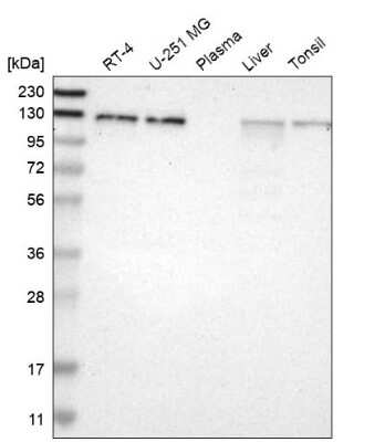 Western Blot EPS15 Antibody