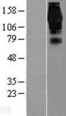 Western Blot EPS15 Overexpression Lysate