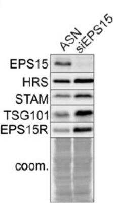 Western Blot EPS15R Antibody