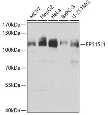 Western Blot: EPS15R Antibody [NBP3-03739] - Analysis of extracts of various cell lines, using EPS15R antibody at 1:1000 dilution. Secondary antibody: HRP Goat Anti-Rabbit IgG (H+L) at 1:10000 dilution. Lysates/proteins: 25ug per lane. Blocking buffer: 3% nonfat dry milk in TBST. Detection: ECL Basic Kit.