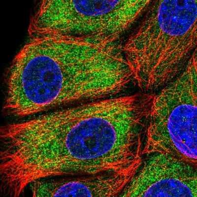 Immunocytochemistry/ Immunofluorescence EPS8L1 Antibody - BSA Free