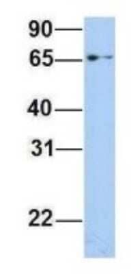 Western Blot EPS8L1 Antibody - BSA Free
