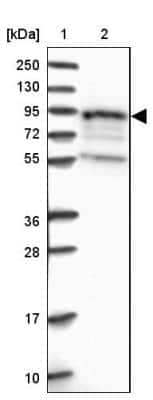 Western Blot EPS8L1 Antibody - BSA Free