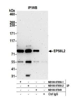 <b>Independent Antibodies Validation. </b>Immunoprecipitation: EPS8L2 Antibody [NB100-97850] - Detection of human EPS8L2 by western blot of immunoprecipitates. Samples: Whole cell lysate (0.5 or 1.0 mg per IP reaction; 20% of IP loaded) from HeLa cells prepared using NETN lysis buffer. Antibodies: Affinity purified rabbit anti-EPS8L2 antibody NB100-97850 (lot 2) used for IP at 6 ug per reaction. EPS8L2 was also immunoprecipitated by a previous lot of this antibody (lot 1) and rabbit anti-EPS8L2 antibody NB100-97849. For blotting immunoprecipitated EPS8L2, NB100-97849 was used at 1 ug/ml. Detection: Chemiluminescence with an exposure time of 3 minutes.