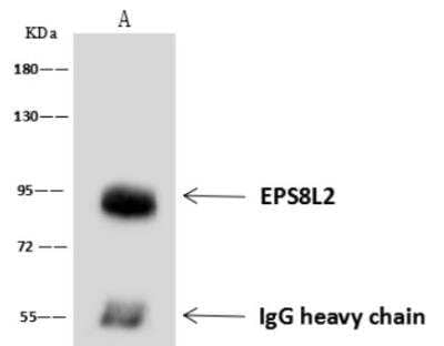 Immunoprecipitation: EPS8L2 Antibody [NBP3-06508] - Lane A:0.5 mg HeLa Whole Cell Lysate4 uL anti-EPS8L2 rabbit polyclonal antibody and 60 ug of Immunomagnetic beads Protein A/G.Primary antibody:Anti-EPS8L2 rabbit polyclonal antibody,at 1:100 dilution Secondary antibody:Goat Anti-Rabbit IgG (H+L)/HRP at 1/10000 dilutionDeveloped using the ECL technique.Performed under reducing conditions.Predicted band size: 95 kDaObserved band size :94 kDa