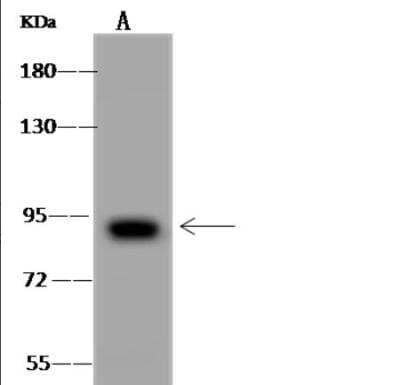 Western Blot: EPS8L2 Antibody [NBP3-06508] - Lane A: HeLa Whole Cell LysateLysates/proteins at 30 ug per lane.SecondaryGoat Anti-Rabbit IgG (H+L)/HRP at 1/10000 dilution.Developed using the ECL technique.Performed under reducing conditions.Predicted band size:81 kDa