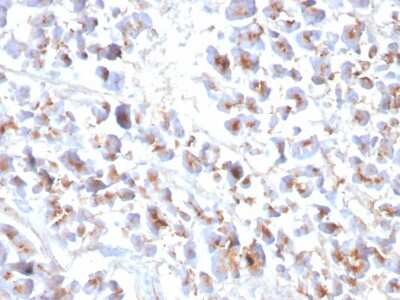 Immunohistochemistry-Paraffin: EPX Antibody (EPX/3908R) [NBP3-07389] - Formalin-fixed, paraffin-embedded human Pancreas stained with EPX Recombinant Mouse Monoclonal Antibody (EPX/3908R).