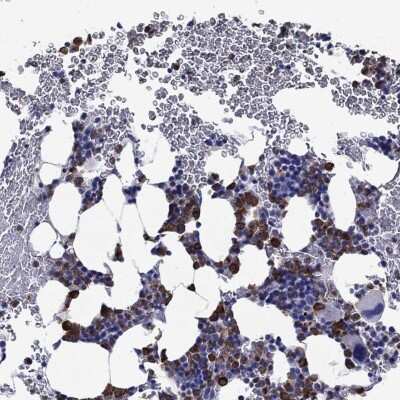 <b>Orthogonal Strategies Validation. </b>Immunohistochemistry-Paraffin: EPX Antibody [NBP3-17016] - Staining of human bone marrow shows high expression.