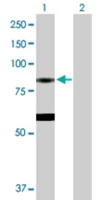 Western Blot: EPX Antibody [H00008288-D01P] - Analysis of EPX expression in transfected 293T cell line by EPX polyclonal antibody.Lane 1: EPX transfected lysate(78.65 KDa).Lane 2: Non-transfected lysate.