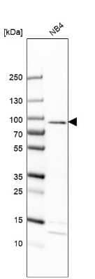 Western Blot: EPX Antibody [NBP2-13967] - Analysis in human cell line NB4.