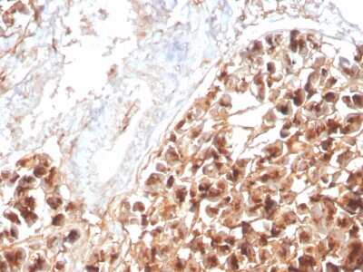 Immunohistochemistry-Paraffin: EPX Antibody (rEPO104) - Azide and BSA Free [NBP3-08457] - Formalin-fixed, paraffin-embedded human Pancreas stained with EPX Recombinant Mouse Monoclonal Antibody (rEPO104).