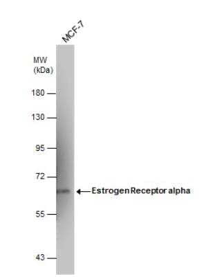 Western Blot: ER alpha/NR3A1 Antibody (1F3) [NBP1-41192] - Whole cell extract (60 ug) was separated by 7.5% SDS-PAGE, and the membrane was blotted with Estrogen Receptor alpha antibody diluted at 1:500. The HRP-conjugated anti-mouse IgG antibody was used to detect the primary antibody, and the signal was developed with Trident femto Western HRP Substrate.
