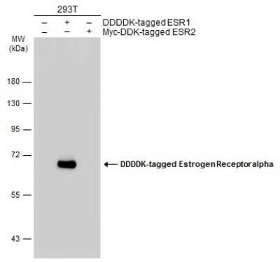 Western Blot: ER alpha/NR3A1 Antibody (1F3) [NBP1-41192] - Non-transfected (-) and transfected (+) 293T whole cell extracts (30 µg) were separated by 7.5% SDS-PAGE, and the membrane was blotted with Estrogen Receptor alpha antibody diluted at 1:5000. HRP-conjugated anti-mouse IgG antibody was used to detect the primary antibody.