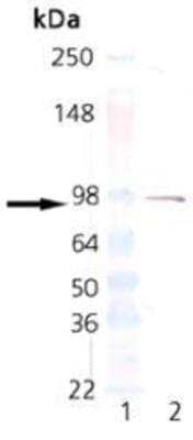 Western Blot: ER alpha/NR3A1 Antibody (C-542) [NBP1-19318] - Analysis of Estrogen Receptor alpha mAb: Lane 1: MWM, Lane 2: Estrogen Receptor 1 (GST-tagged ER1 protein control runs at 92 kDa).