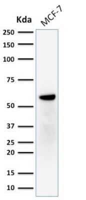 Western Blot: ER beta/NR3A2 Antibody (ERb455) - Azide and BSA Free [NBP2-33066] - Western Blot Analysis of human MCF-7 cell lysate using ER beta/NR3A2 Antibody (ERb455).