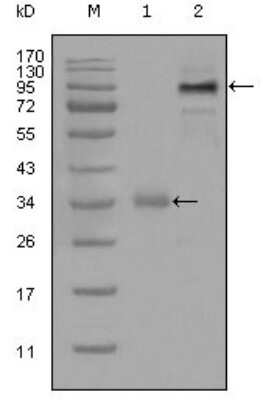 Western Blot: ER81 Antibody (1C8B6) [NBP1-28868] - Analysis using ETV1 mouse mAb against truncated Trx-ETV1 recombinant protein (1) and full-length ETV1 (aa1-477)-hIgGFc transfected CHO-K1 cell lysate(2).