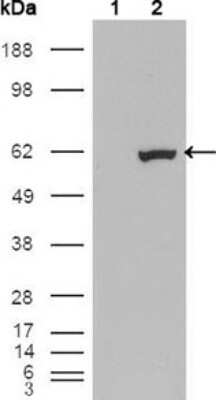 Western Blot: ER81 Antibody (1C8B6) [NBP1-28868] - Analysis using ETV1 mouse mAb against HEK293T cells transfected with the pCMV6-ENTRY control (1) and pCMV6-ENTRY ETV1 cDNA (2).