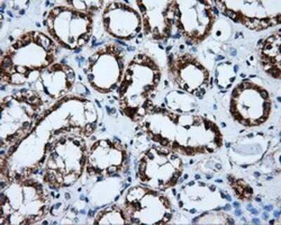 Immunohistochemistry: ERAB Antibody (OTI10B4) - Azide and BSA Free [NBP2-70871] - Staining of paraffin-embedded Kidney tissue using anti-ERAB mouse monoclonal antibody.