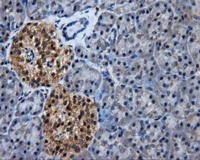 Immunohistochemistry: ERAB Antibody (OTI10B4) - Azide and BSA Free [NBP2-70871] - Staining of paraffin-embedded pancreas tissue using anti-ERAB mouse monoclonal antibody.