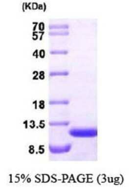 SDS-Page: ERAF Protein [NBP1-30205] - AHSP, 11.8 kDa (102aa), confirmed by MALDI-TOF with a purity of 95% by SDS - PAGE