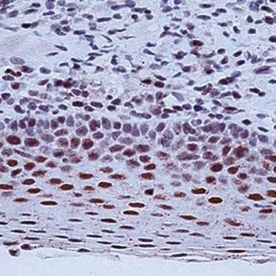 Immunohistochemistry-Paraffin: ERCC1 Antibody (8F1) - Azide and BSA Free [NBP2-80725] - Formalin fixed paraffin embedded human tonsil stained with ERCC1 antibody. Image from the standard format of this antibody.