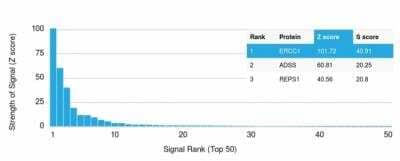 Protein Array: ERCC1 Antibody (ERCC1/2318) - Azide and BSA Free [NBP3-08903] - Analysis of Protein Array containing more than 19,000 full-length human proteins using ERCC1 Mouse Monoclonal Antibody (ERCC1/2318).